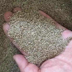 提摩西种子南提草种子兔草宠物牧草种子提草提木西草籽