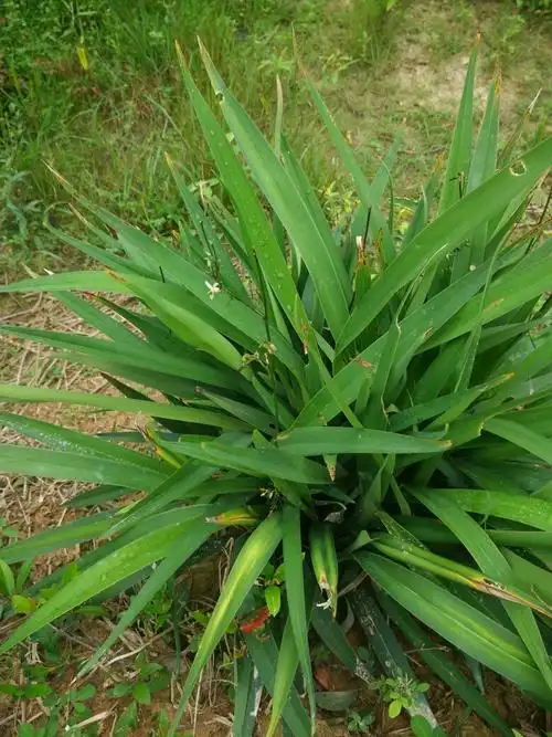 别称山菅兰,山猫儿,交剪草,山兰花,金交剪,山交剪,桔梗兰,老鼠怕及