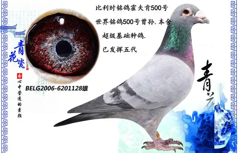 霍夫肯原环_七喜堂种鸽舍_ ag188.com爱鸽商城_中国信鸽信息网