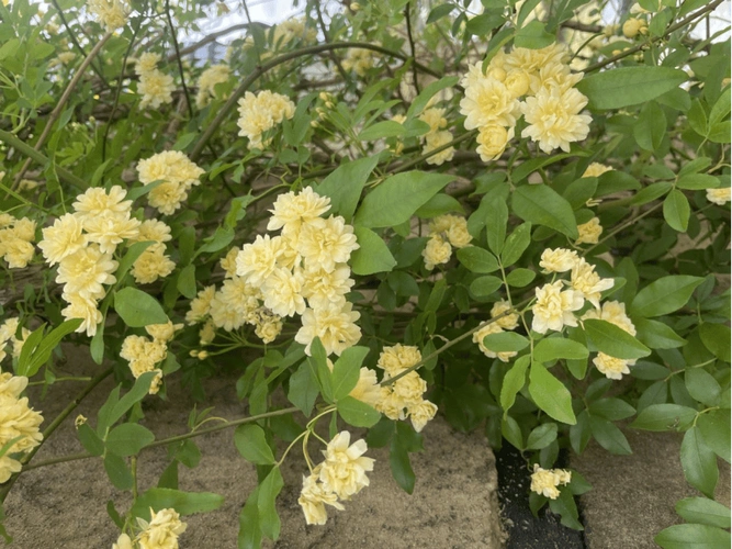 木香花开共赴一场浪漫之约