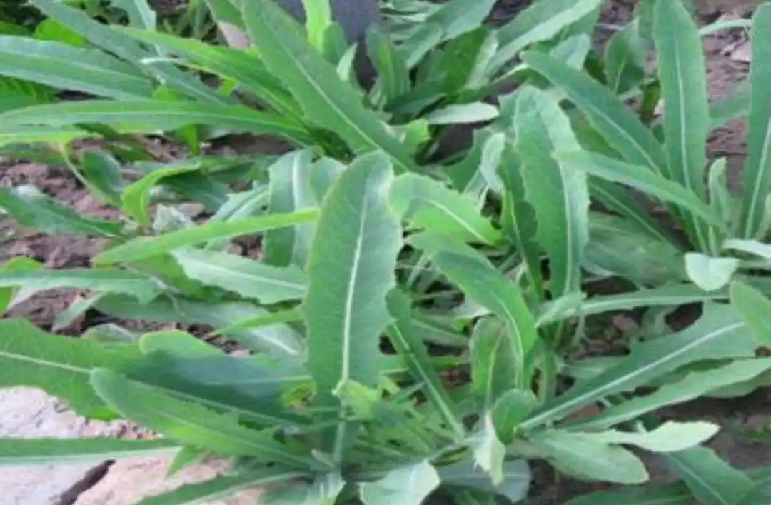 农村的曲曲菜,城里人很喜欢吃