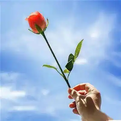 微信头像 | 会带来好运的花朵头像_手机搜狐网