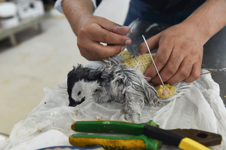 高清动图揭秘动物标本制作上海自博馆帝企鹅复活记