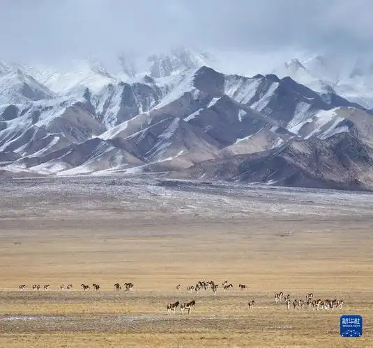 秋访阿尔金山古朴壮美生机勃勃