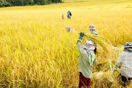 农民收割水稻稻田照片