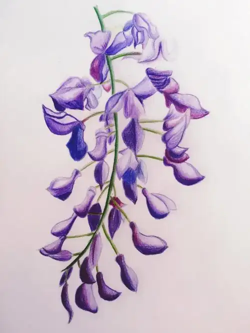 超简单彩铅手绘零基础彩铅紫藤花
