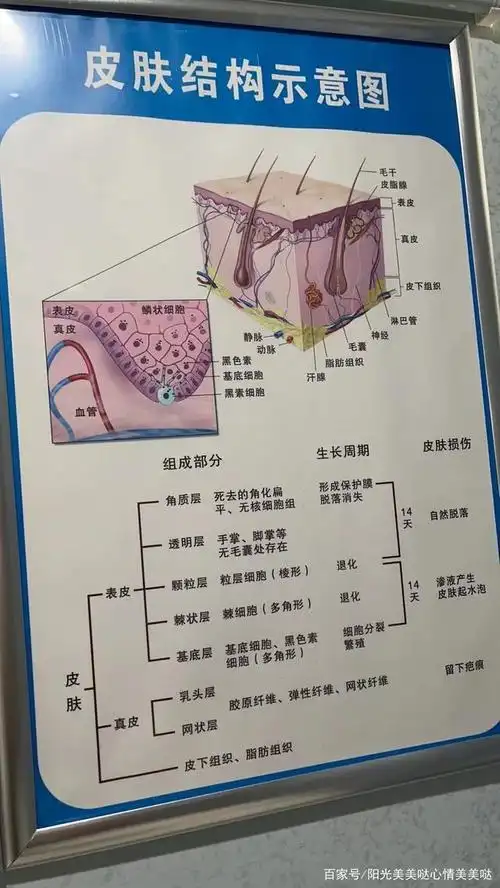 皮肤的生理学结构