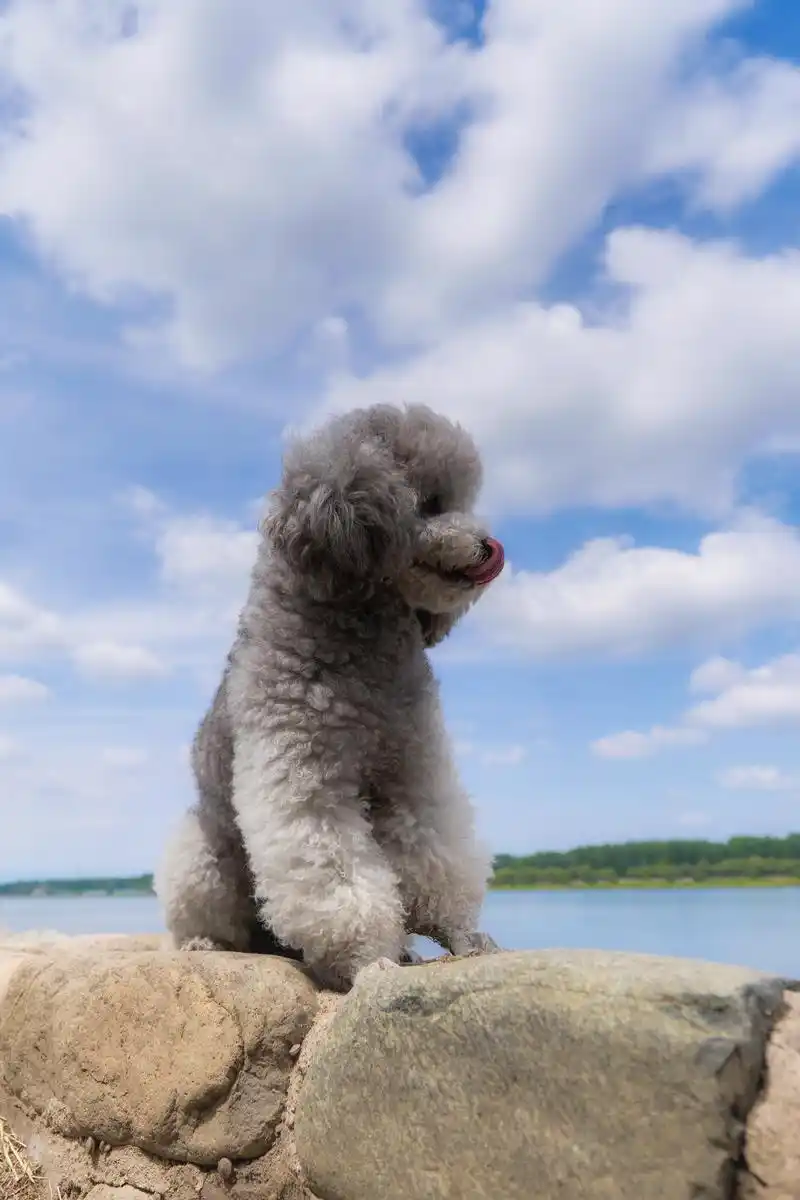 宠物互免约拍-水库边上的灰泰迪