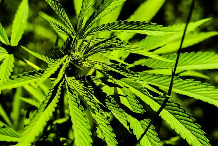 小五台野生植物火麻