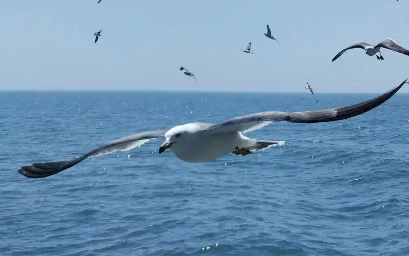 海鸥在大海上飞翔