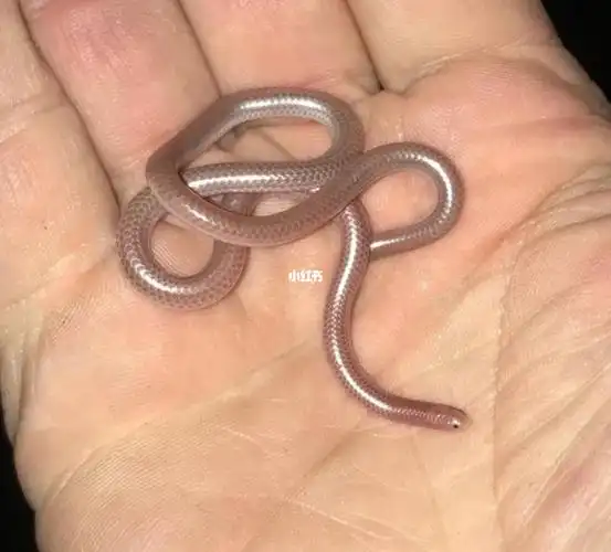 世界上最小的蛇