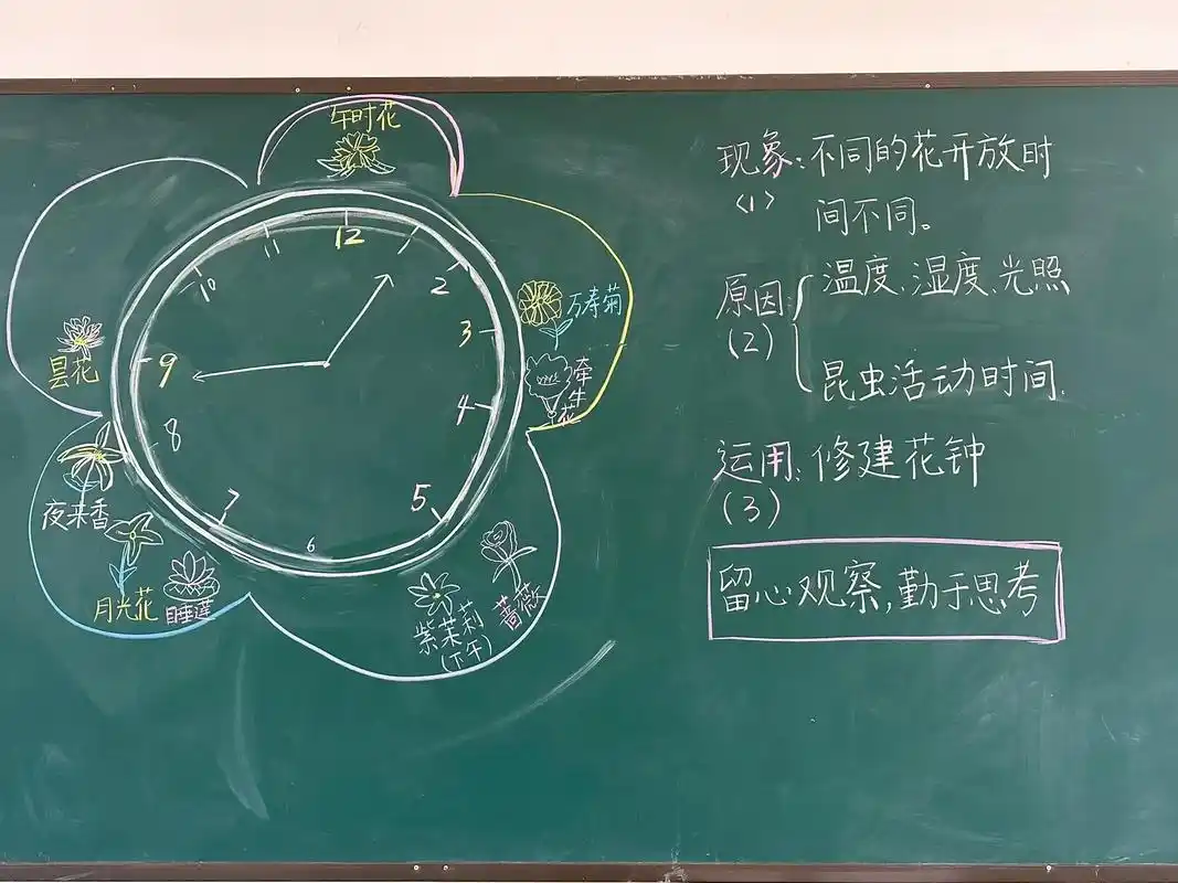 三年级语文下册第13课《花钟》板书设计