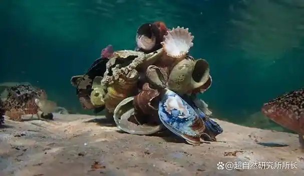 2011年,一位网友在甲板上拍到,一只被捕捞上岸的北太平洋巨型章鱼在众