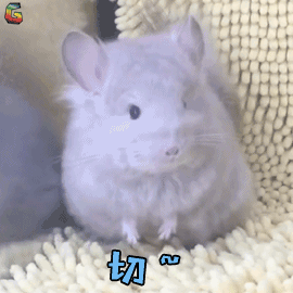 萌宠龙猫切~生气soogifsoogif出品gif动图_动态图_表情包下载_soogif