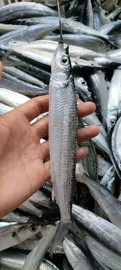 马步鱼 新鲜针鱼,13条左右,靓过表妹