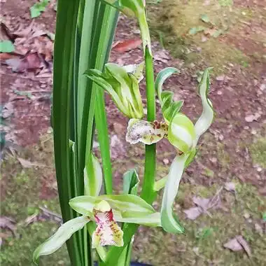 送春先明艺草精品中透花 - 兰花交易网