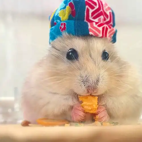 仓鼠太懒不愿洗澡,主人无奈只好亲手给它洗,鼠鼠满脸_