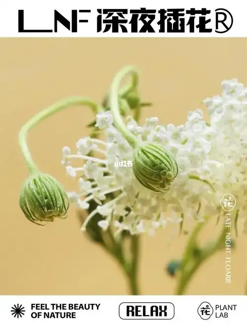 和大自然亲密接触  #笔记灵感翠珠花又名"蓝蕾丝