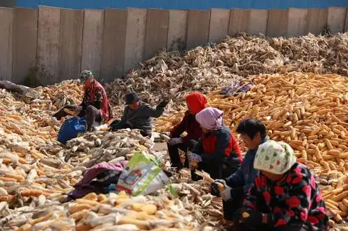 黄金岁月喜丰收～老家的玉米收购站……深泽县滹沱两岸南冶庄头村