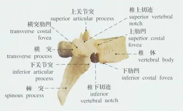 人体胸椎解剖示意图-人体解剖图