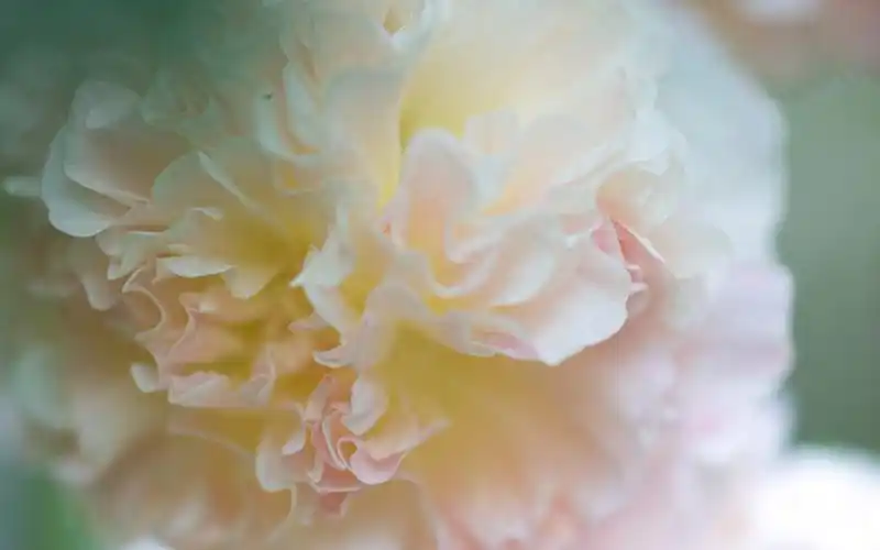 梦幻鲜花唯美高清桌面壁纸