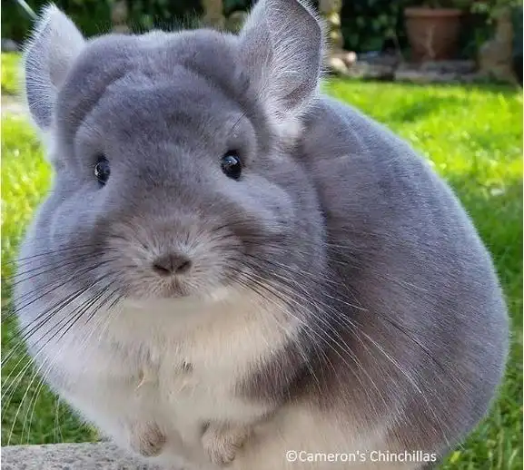 见过真的龙猫么?圆滚滚的比动画里胖多了