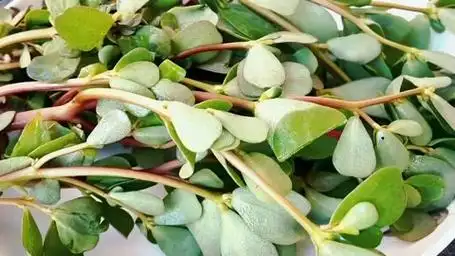 准妈妈必看!马齿苋虽好,但孕妇食用需谨慎!