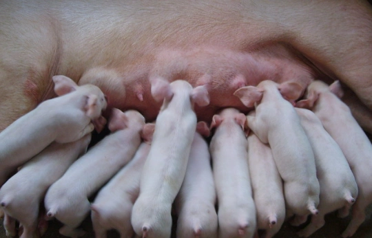 母猪分娩是什么意思 - 2020年最新商品信息聚合专区 - 百度爱采购