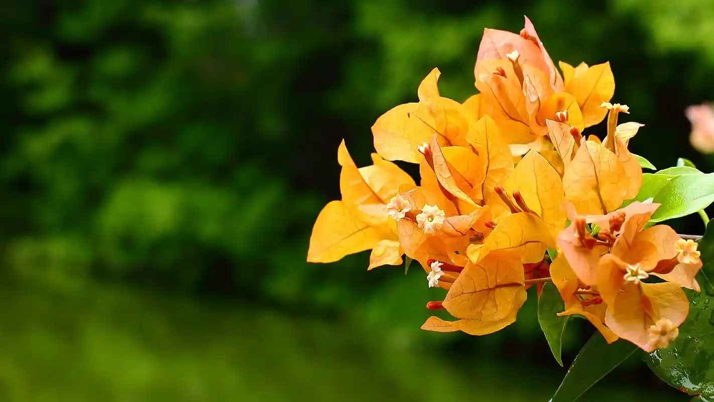 好看的绿色系壁纸,护眼又清新,喜欢就赶紧下载吧!