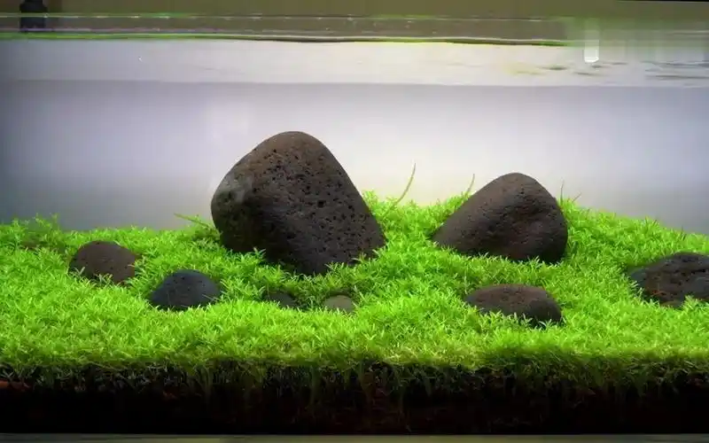 一口简约的草缸,缸中只有一片大草坪,用的却不是常规的矮生水草