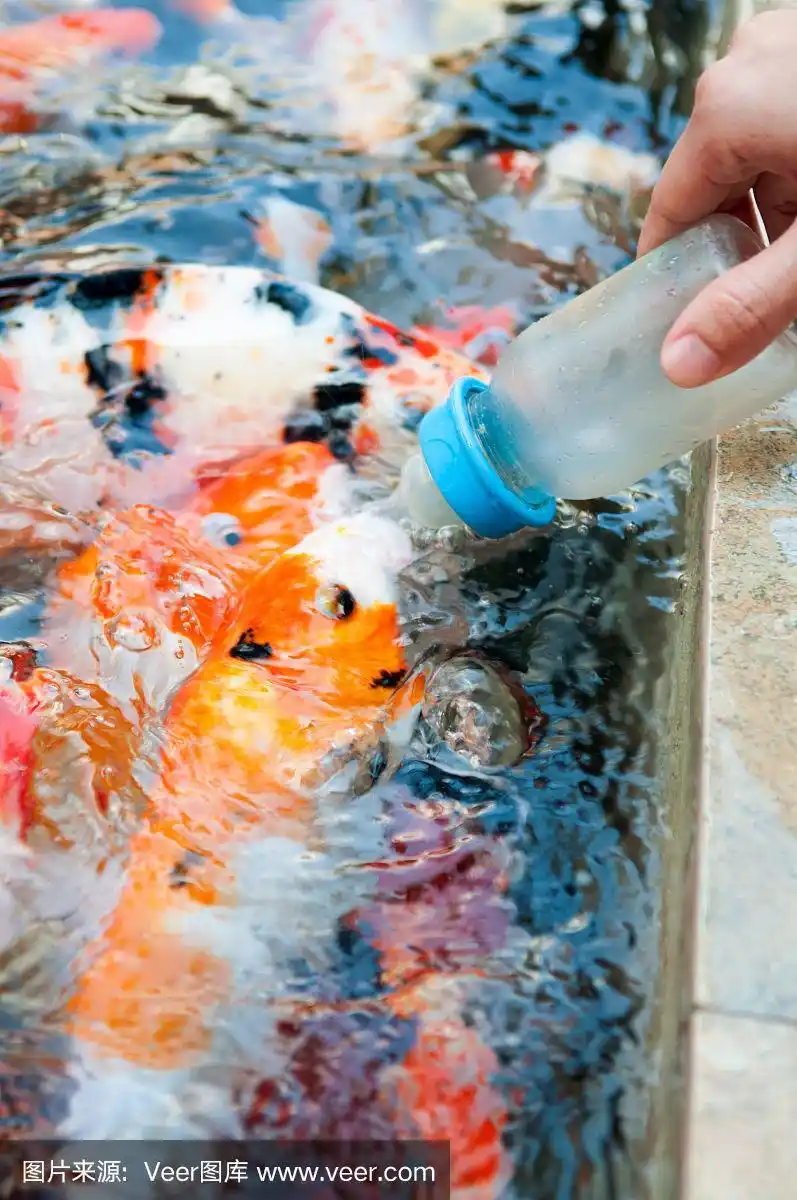 在农场用奶瓶喂锦鲤