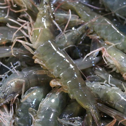 鲜活格绿北京周边地区新鲜海鲜白虾活虾水产虾类制品