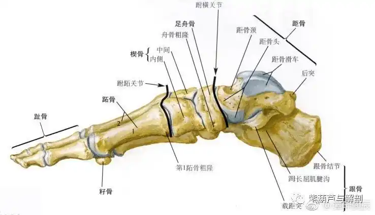 足部骨基础解剖