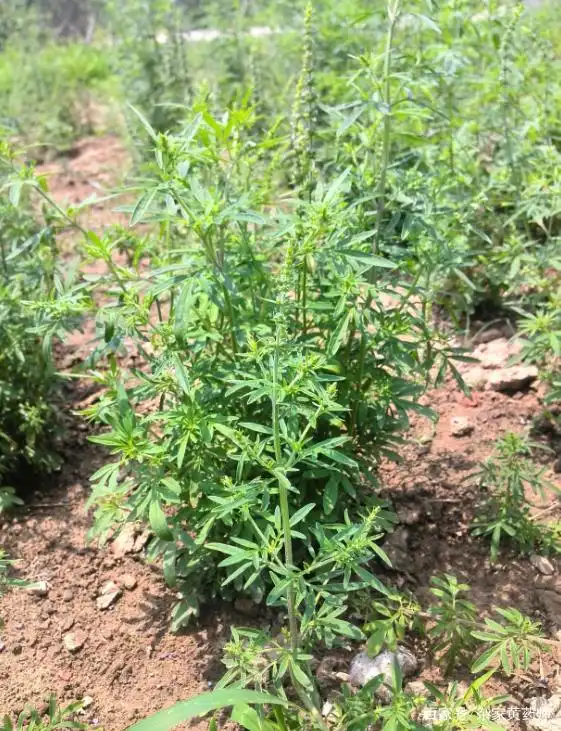 荒野维生野菜系列——裂叶荆芥