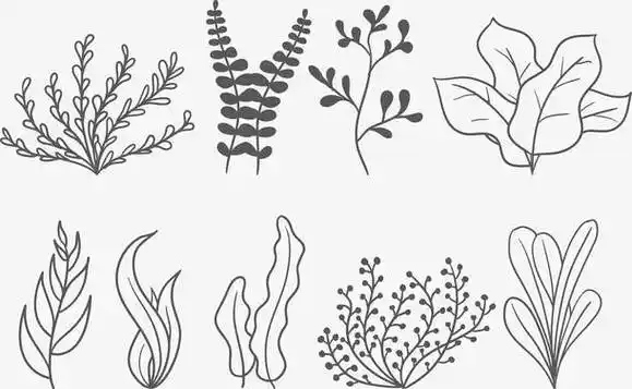 海草简笔画 海草简笔画大全