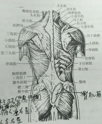 推拿——腰部软组织劳损