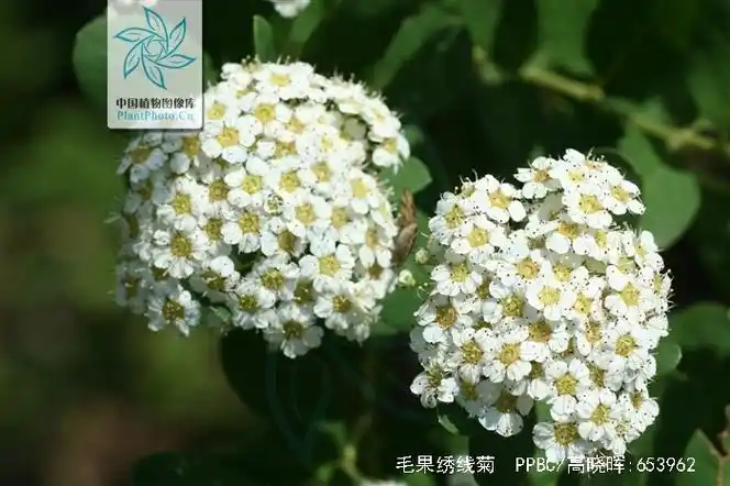 蔷薇科,绣线菊属 a href="#" data-lemmaid="1520017">灌木 /a>,高