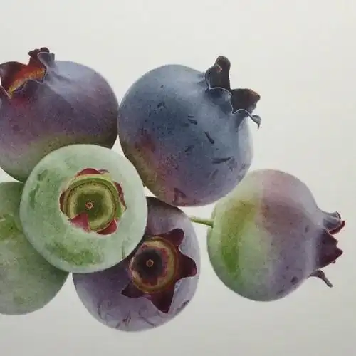 超写实静物水彩一组lizshippam