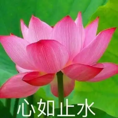 80后头像荷花平安一生