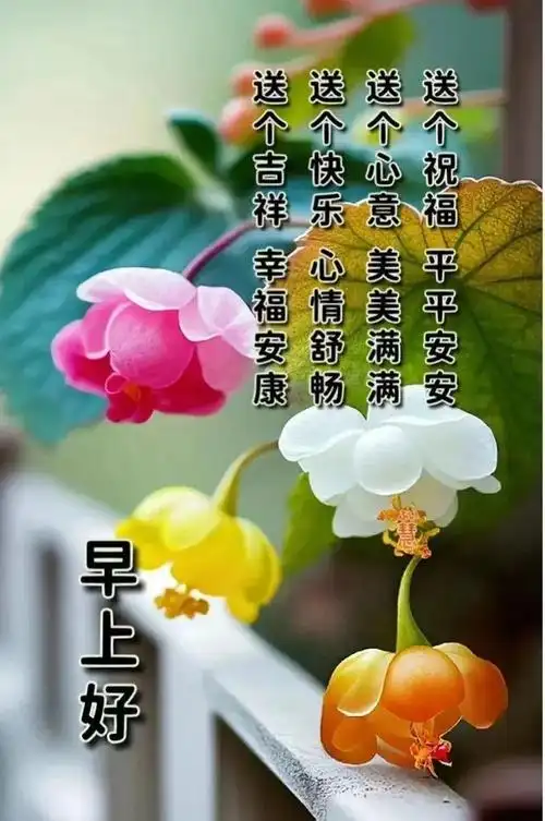 早安图片早上好温馨问候祝福语大全