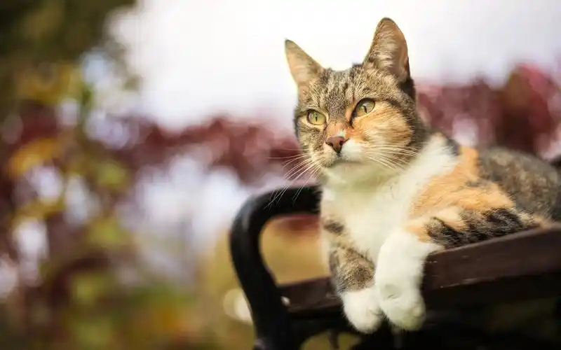 壁纸 可爱的猫,条纹,脸