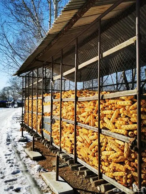 丰收的苞米仓