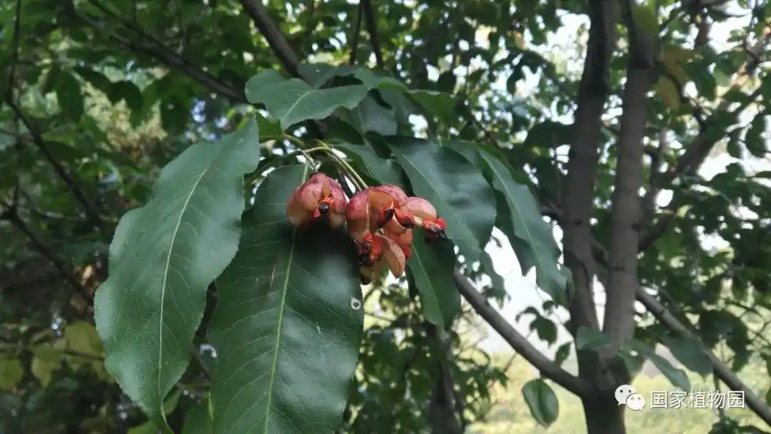 深秋之火——大花卫矛