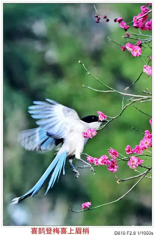 喜鹊登梅《二》(副本)