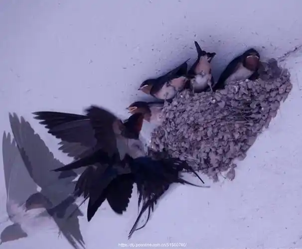 【燕子】 第 42 幅查看大图【燕子】 第 43 幅查看大图【燕子】 第 44