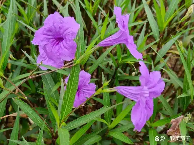 虽然是紫色但叫"蓝花草",别名"日日新",花语是"希望"