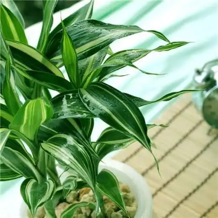 水养富贵竹几根最旺财,富贵竹怎样摆放风水好