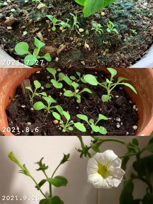 6月底播种的矮牵牛终于开花了