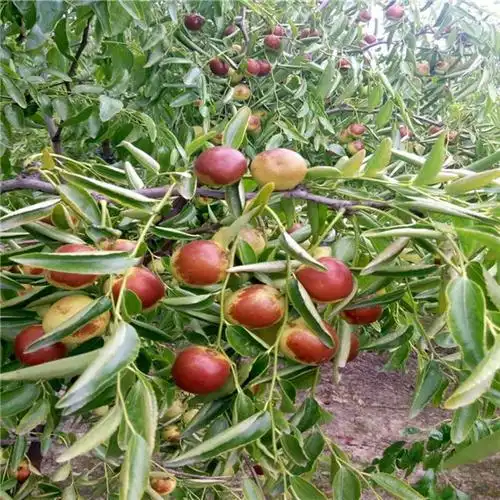 5公分枣树价格枣树苗几年结果