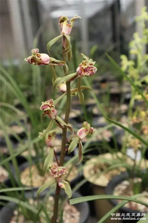 2021—紫砂星-蕙兰篇-中国兰花交易网社区